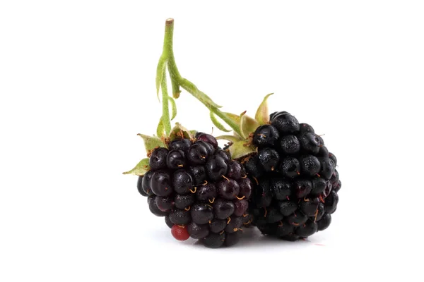 Ripe Blackberries White Background — Stock Photo, Image