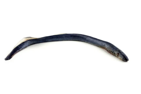 물고기 뱀파이어 물고기는 — 스톡 사진