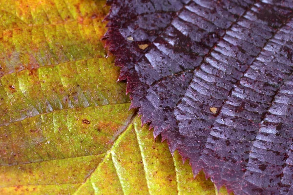 Primer Plano Las Hojas Brillantes Otoño — Foto de Stock