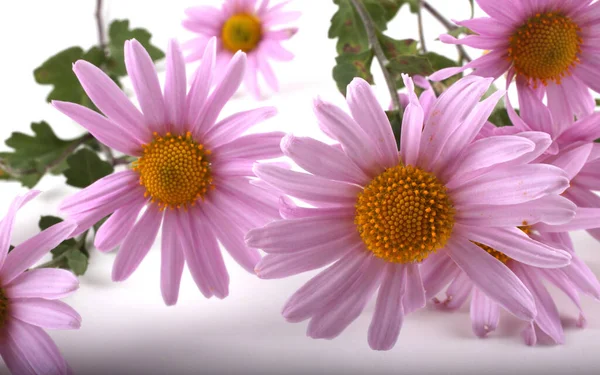 Primo Piano Incredibili Fiori Fiore — Foto Stock