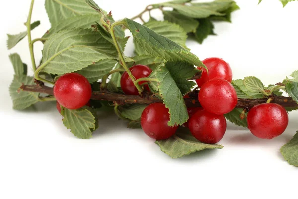 Nanking Cherry Branch — Stock Photo, Image