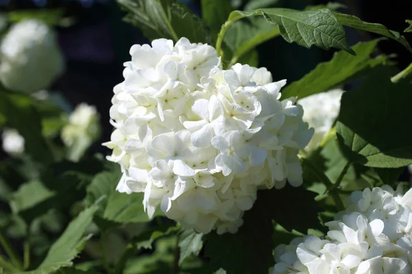 Buldenezh Flor Flores Blancas —  Fotos de Stock