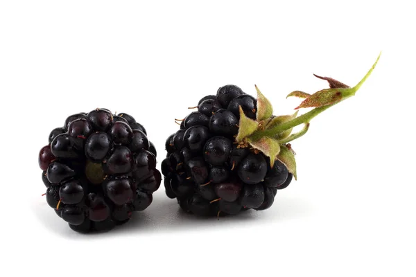 Nahaufnahme Der Ernte Frischer Brombeeren — Stockfoto