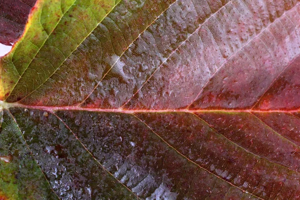 Закрыть Яркие Осенние Листья — стоковое фото