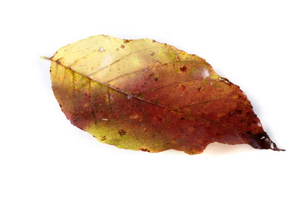 Herfst Bladeren Geïsoleerd Witte Achtergrond — Stockfoto