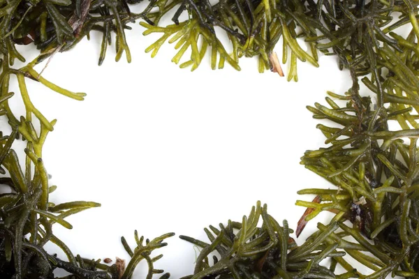 Зеленые Листья Водорослей Белом Фоне — стоковое фото