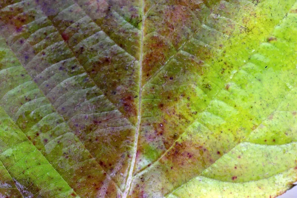 Закрыть Осенние Листья Текстурированный Фон — стоковое фото