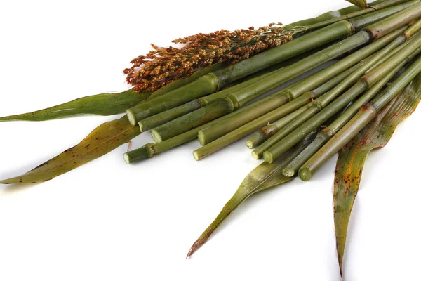 Stock image Sugar cane isolated on white