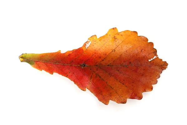Herfst Eiken Bladeren Geïsoleerd Witte Achtergrond — Stockfoto