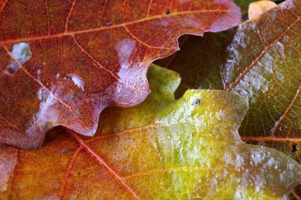 Primo Piano Foglie Autunnali Lucenti — Foto Stock