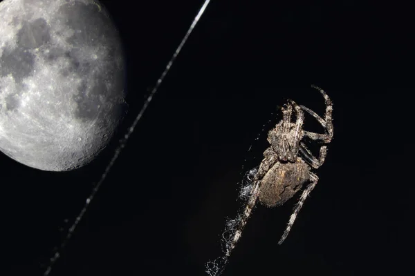 Orb Weaver Pavouk Velký Měsíc — Stock fotografie
