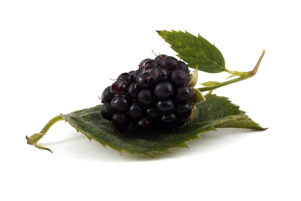 近距离采摘新鲜黑莓 — 图库照片