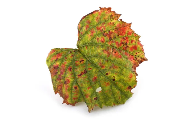 Czerwony Jesienny Liść Winogron — Zdjęcie stockowe