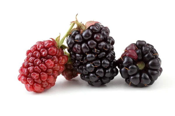 白色背景的成熟和未成熟的黑莓 — 图库照片