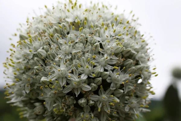 Gros Plan Des Fleurs Florissantes Étonnantes — Photo