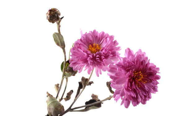 素晴らしい開花の花の終わり — ストック写真