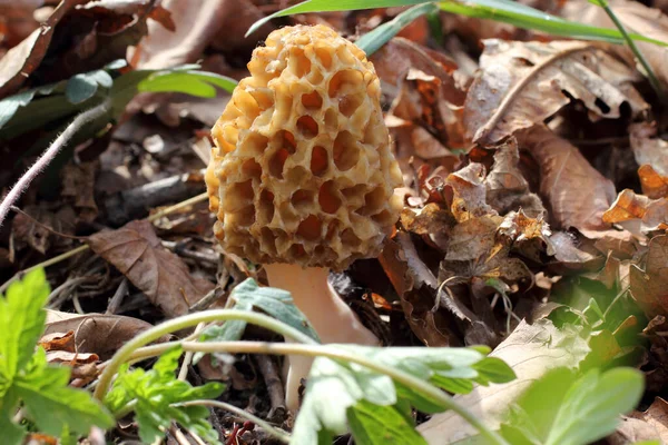 Büyüyen Morel Bahar Mantarı — Stok fotoğraf