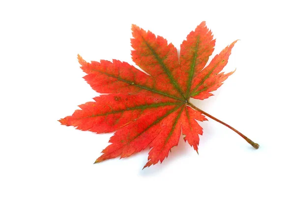 Hojas Otoño Sobre Fondo Blanco — Foto de Stock