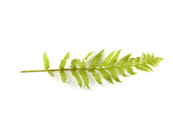 Fern Blad Isolerad Vitt — Stockfoto