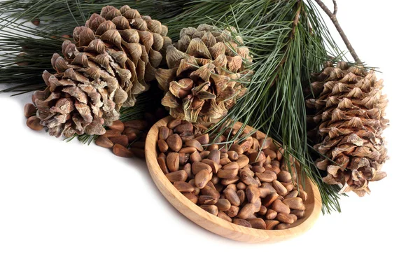 Cedar pine nuts. Delicacy