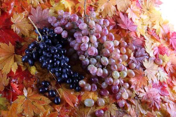 Куча Свежего Винограда Осенних Листьях Изолированных Белом — стоковое фото