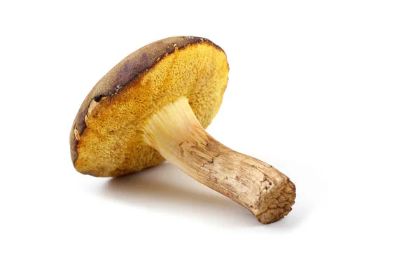 Funghi Boletus Edulis Isolati Fondo Bianco — Foto Stock