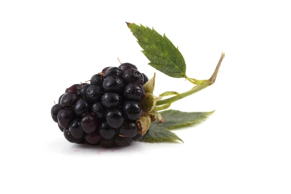 Frische Brombeerernte Nahaufnahme — Stockfoto