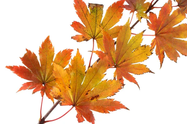 Feuilles Automne Isolées Sur Fond Blanc — Photo