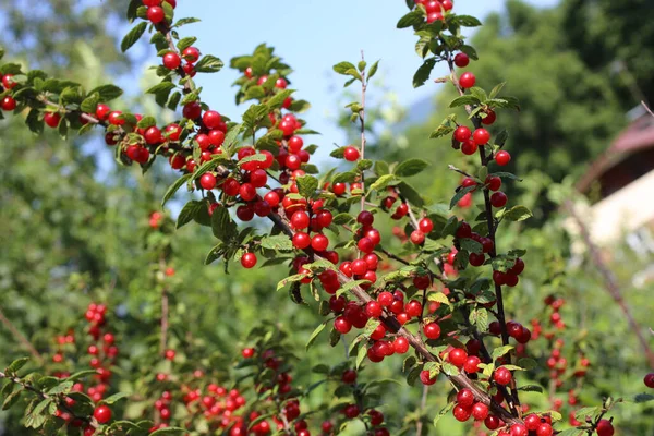 Nanking Cherry Blue Sky Far Eastern Delicacy — Stock Photo, Image