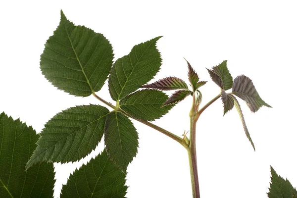 Gröna Blad Isolerad Vit Bakgrund — Stockfoto