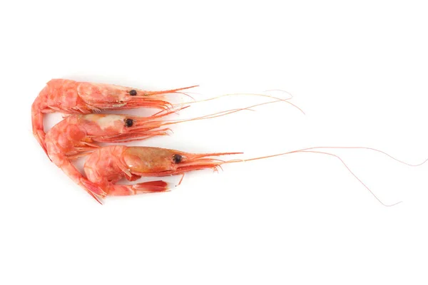 Shrimps Isolated White — Stock Photo, Image