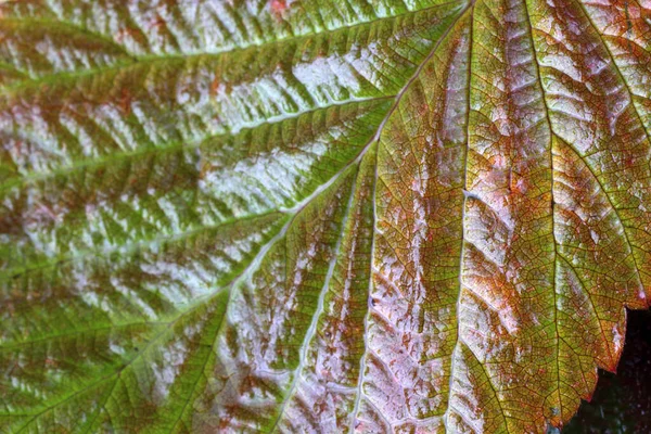 Primo Piano Delle Foglie Autunnali Sfondo Strutturato — Foto Stock