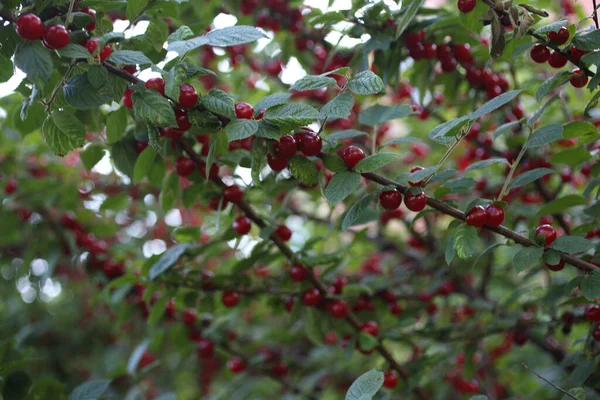 Growing Nanking Cherry Far Eastern Delicacy — Stock Photo, Image