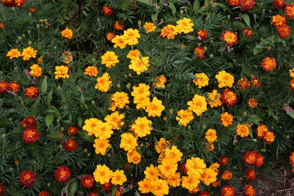 Marigolets Poussant Dans Jardin Fond Fleur — Photo