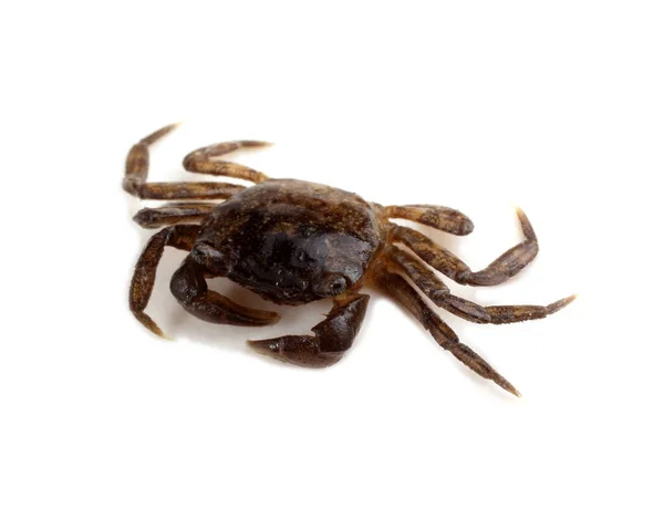 Kleine Krab Geïsoleerd Wit — Stockfoto