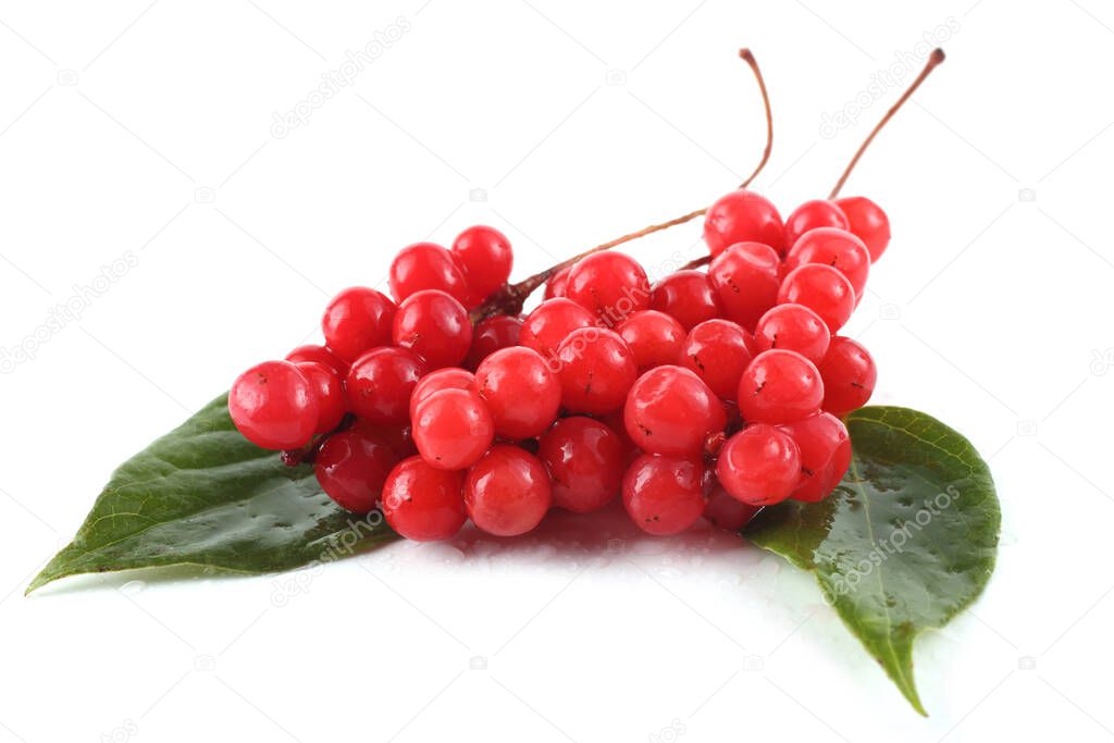 Schisandra chinensis (five flour fruit, magnolia berry) on leaves