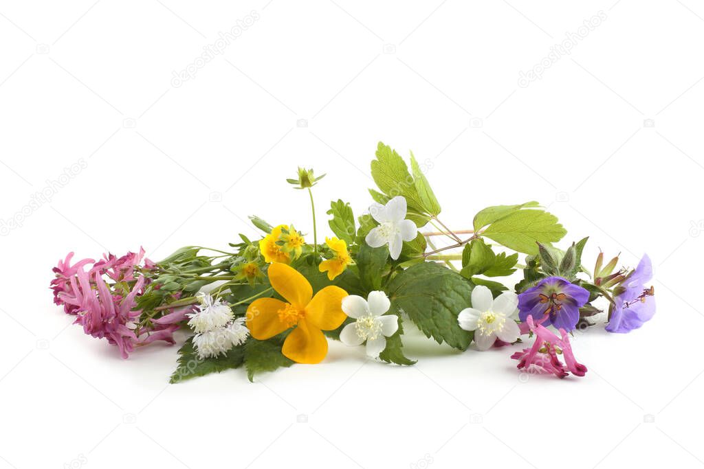 Wild forest flowers isolated on white background. (Spring Far Eastern flowers)