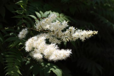 İnanılmaz çiçeklere yakın.