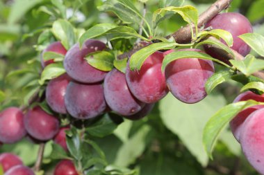 Olgun taze erikler. görünümü kapat