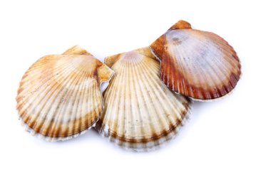 Beyaz üzerinde üç deniz tarağı.