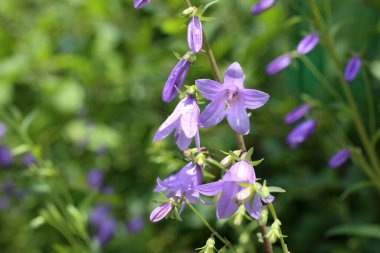 İnanılmaz çiçeklere yakın.