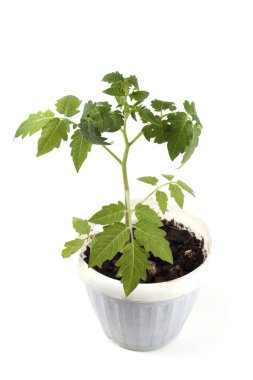 Tencerede taze domates.