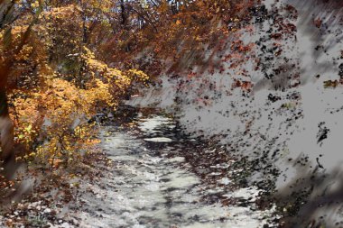 Sonbahar soyutlaması. Akçaağaç yaprakları hareket ediyor