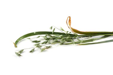 Beyaz arka planda yulaf kulağı