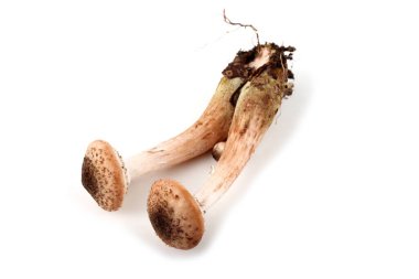 Bal mantarı mantarları beyaz üzerine izole edilmiş.