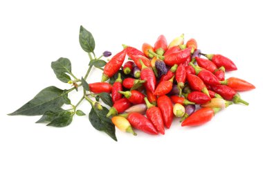 Kırmızı biber beyaz arkaplanda izole edildi