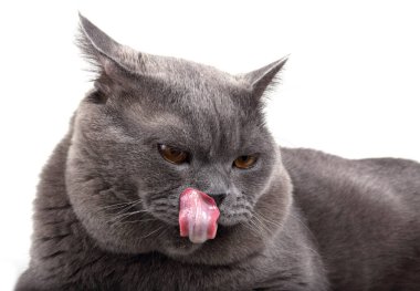 Komik İngiliz kedisi dilini gösteriyor.