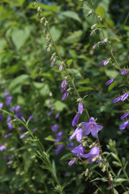 İnanılmaz çiçeklere yakın.