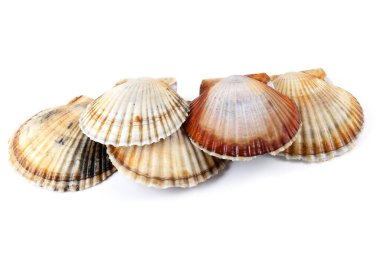 Scallops beyaz üzerine izole