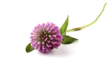 Çiçek açan muhteşem çiçeğe yaklaş